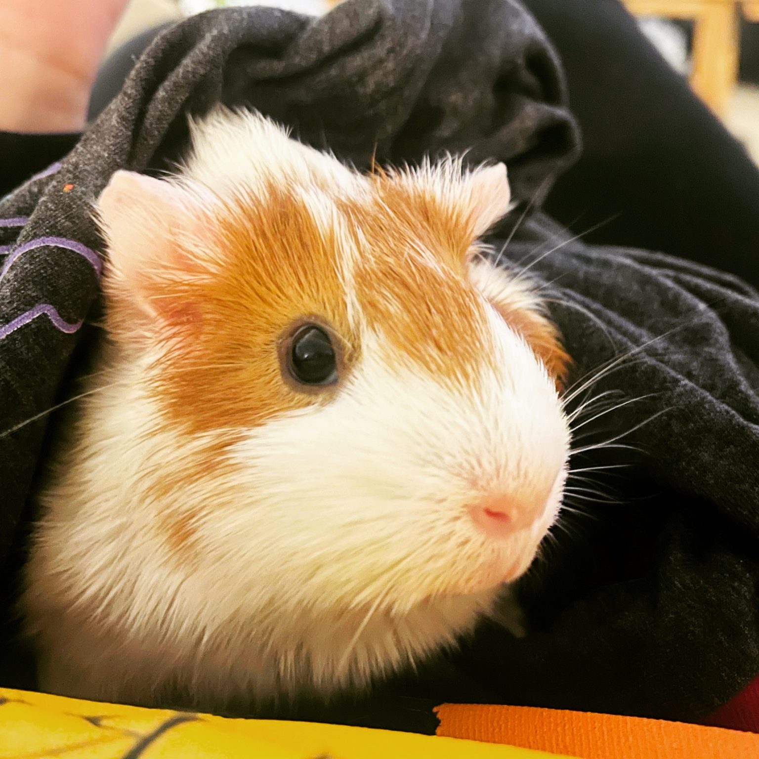 Adoption Requirements Tuna's Guinea Pig Rescue