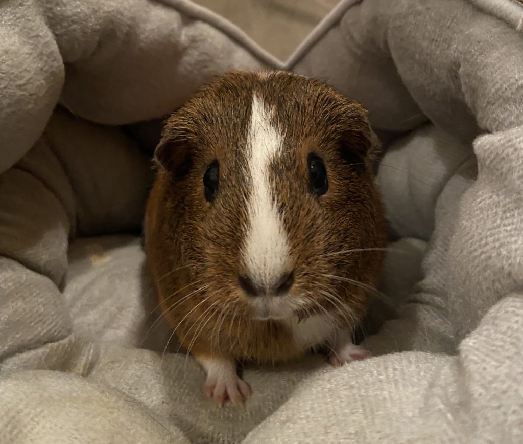 Image showcasing Fostering | Tuna's Guinea Pig Rescue