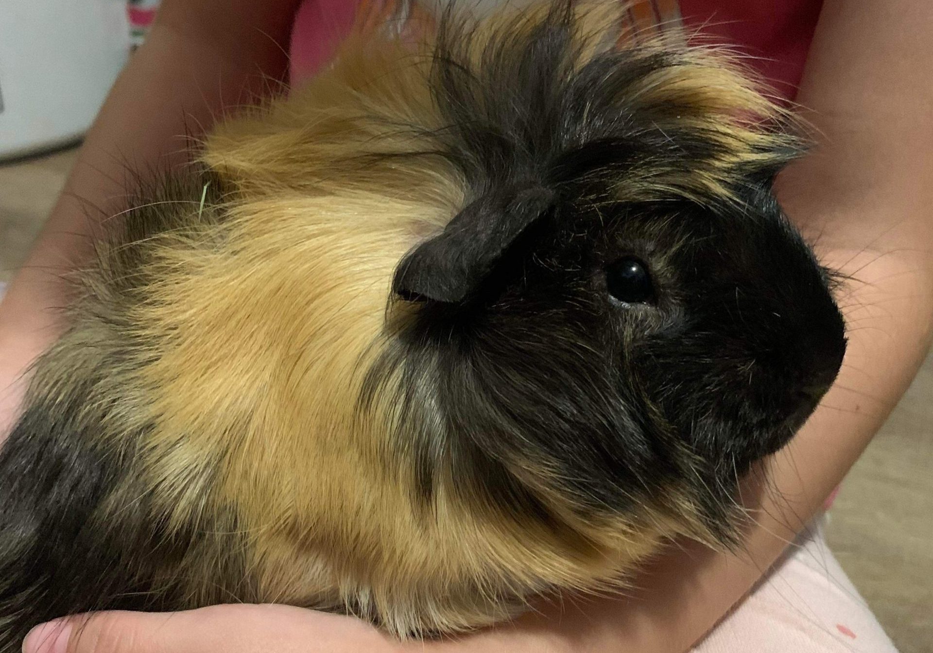 Adoptable Pigs Tuna's Guinea Pig Rescue